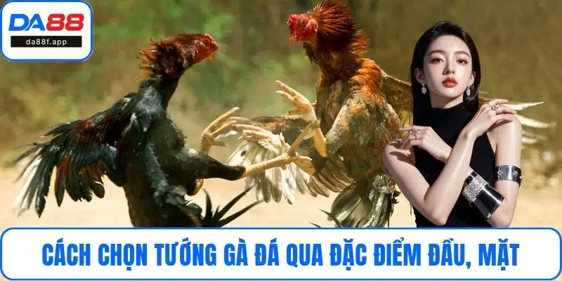 Cách chọn tướng gà đá qua đặc điểm đầu, mặt khá hay